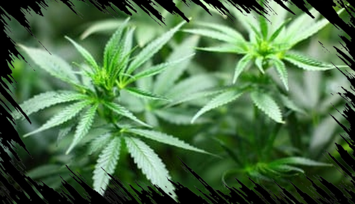 Transaksi Ganja 3 Kg di Hotel Tanah Abang Terungkap, Dua Pria Ditangkap Polisi