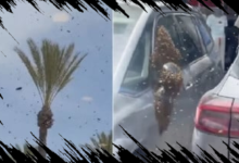 Kawanan Lebah Serang Kota Israel, Warga Panik dan Pesawat Militer Terhambat Terbang