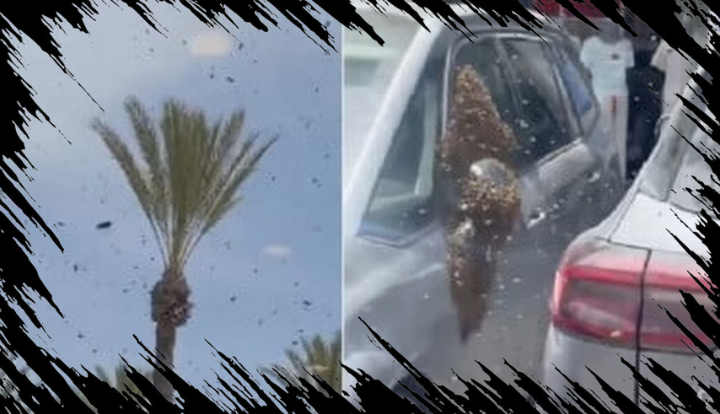 Kawanan Lebah Serang Kota Israel, Warga Panik dan Pesawat Militer Terhambat Terbang