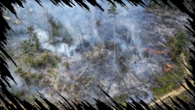 Kalimantan Selatan Hadapi Karhutla Sejak Januari 2026, Luas Terbakar Mencapai 20.206 Hektare