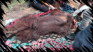 Akademisi Dorong Penanganan Satwa Selama Bencana Ditangani Secara Terpusat