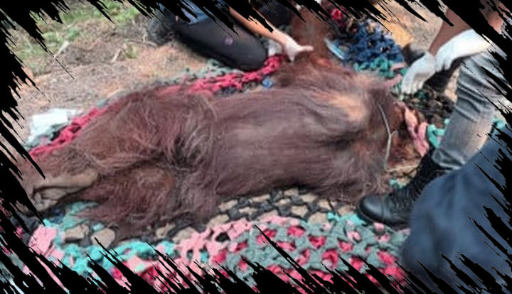 Akademisi Dorong Penanganan Satwa Selama Bencana Ditangani Secara Terpusat
