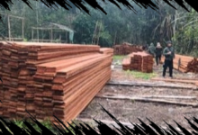 Dua Tersangka Pembalakan Liar Ditangkap di Habitat Harimau Sumatera Jambi