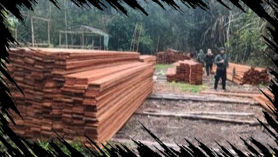 Dua Tersangka Pembalakan Liar Ditangkap di Habitat Harimau Sumatera Jambi