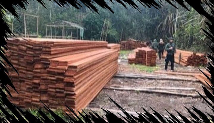 Dua Tersangka Pembalakan Liar Ditangkap di Habitat Harimau Sumatera Jambi