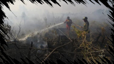 223 Tersangka Karhutla, Luas Lahan Terbakar Mencapai 5.157 Hektare di Indonesia