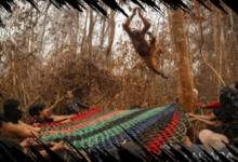 51 Orang Utan Terselamatkan dari Karhutla Kalbar, Beberapa Mengalami Stres dan Penurunan Berat Badan